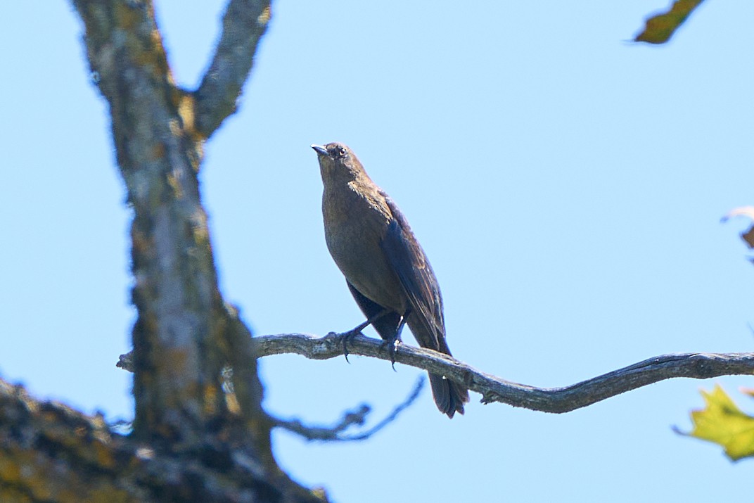 Rusty Blackbird - ML642134146