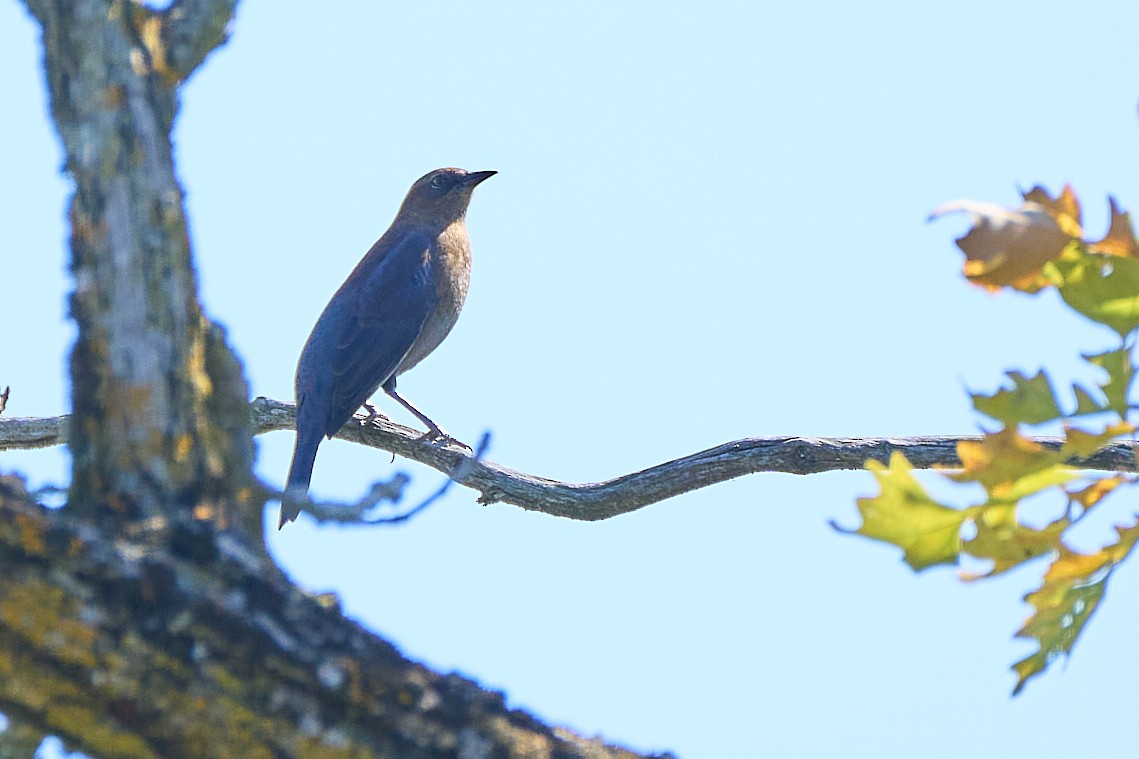 Rusty Blackbird - ML642134147