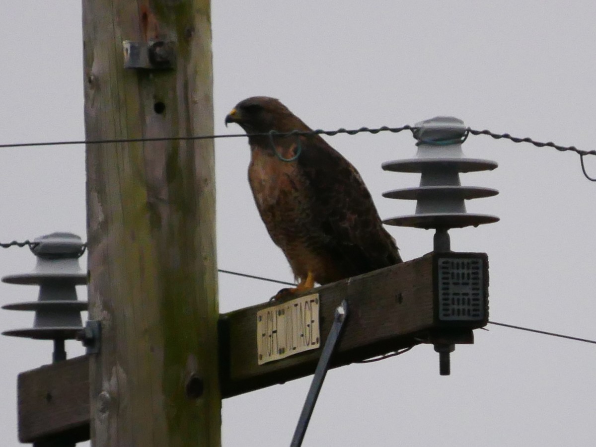 Red-tailed Hawk - ML642134148