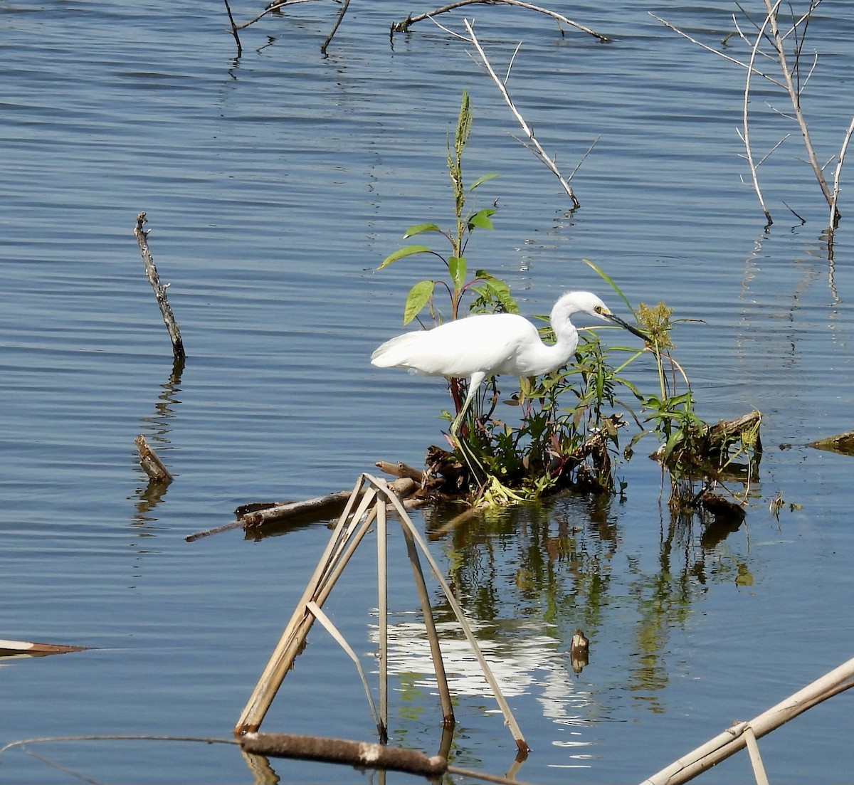 Snowy Egret - ML642134149