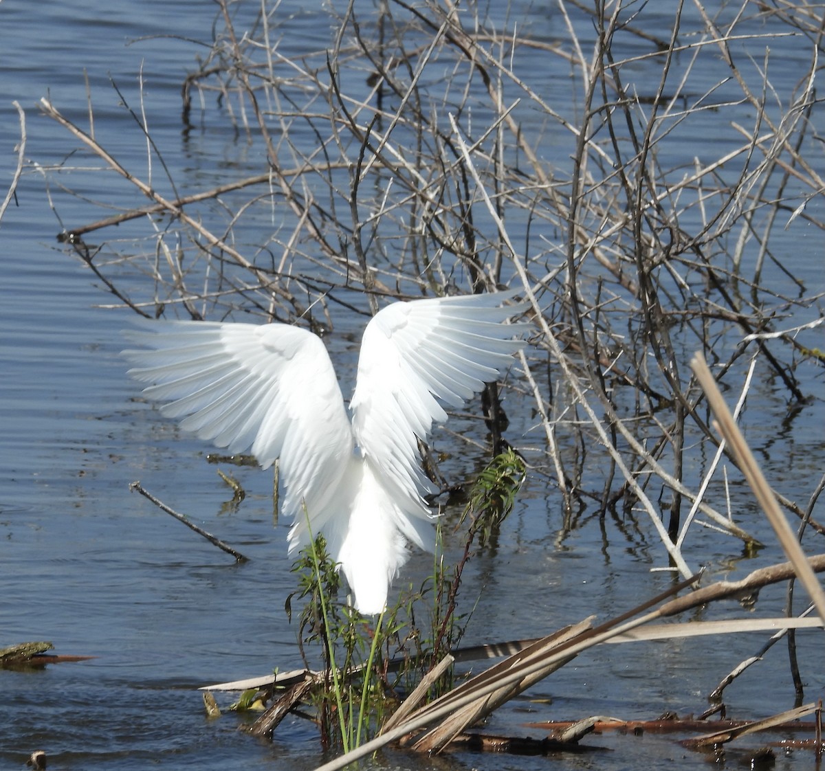 Snowy Egret - ML642134150