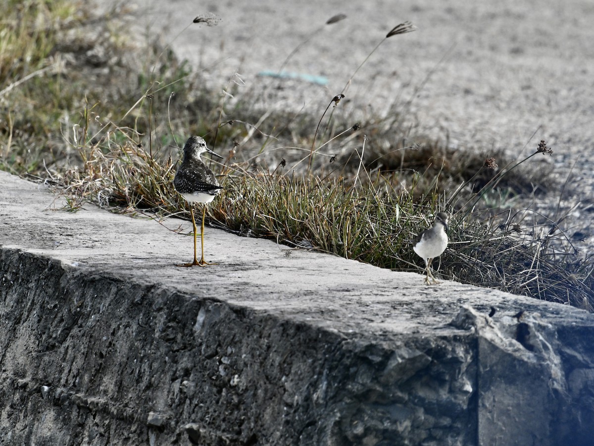 Spotted Sandpiper - ML642134151