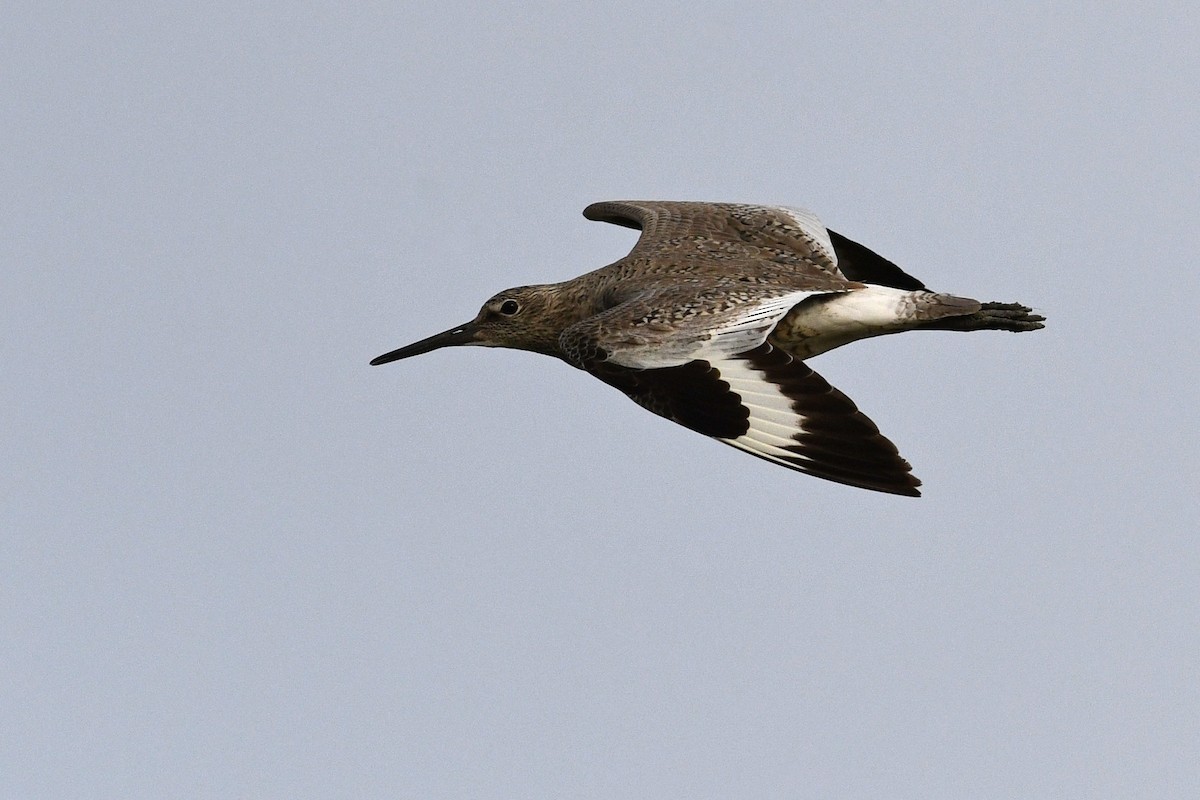 Willet (Western) - ML642134152