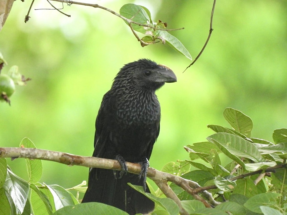 Smooth-billed Ani - ML642134153