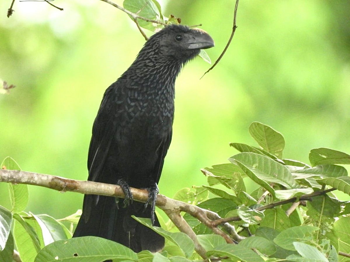 Smooth-billed Ani - ML642134154