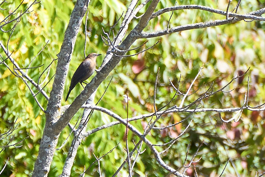 Rusty Blackbird - ML642134155
