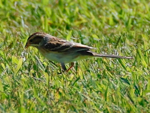 Clay-colored Sparrow - ML642134156