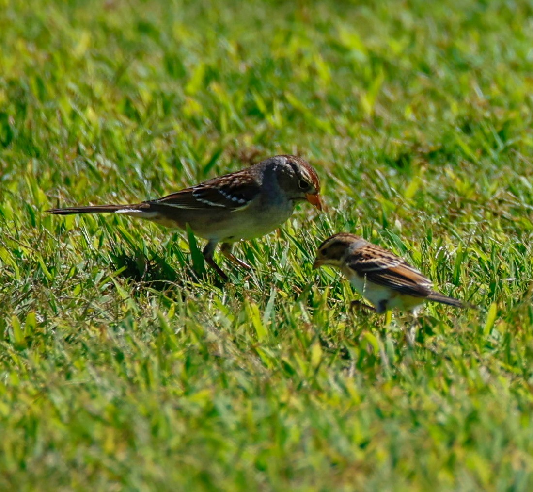 Clay-colored Sparrow - ML642134157