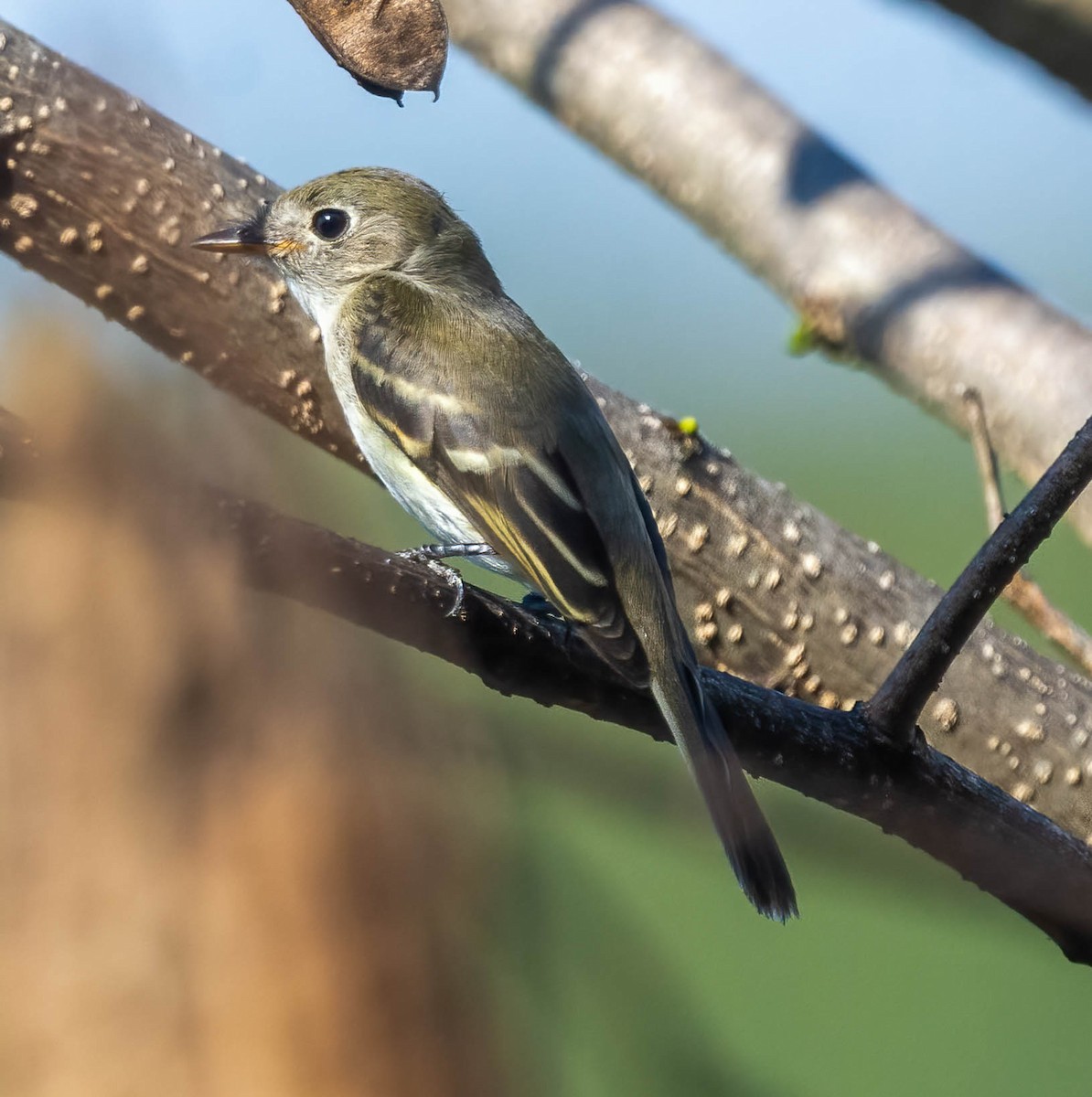 Least Flycatcher - ML642134158