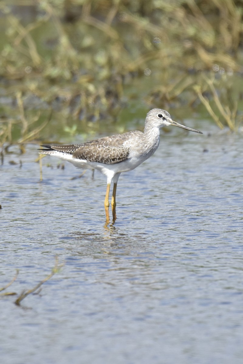 Greater Yellowlegs - ML642134159