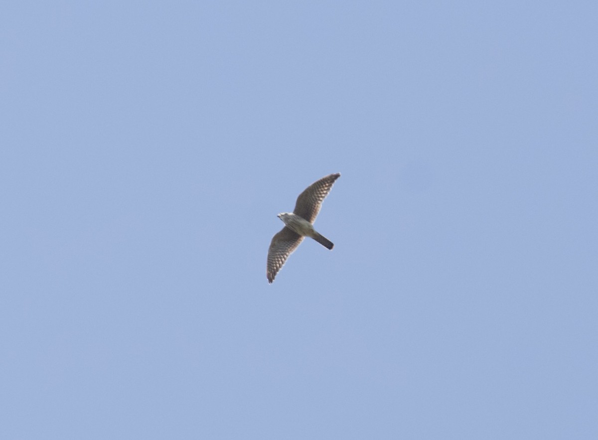 American Kestrel - ML642134160