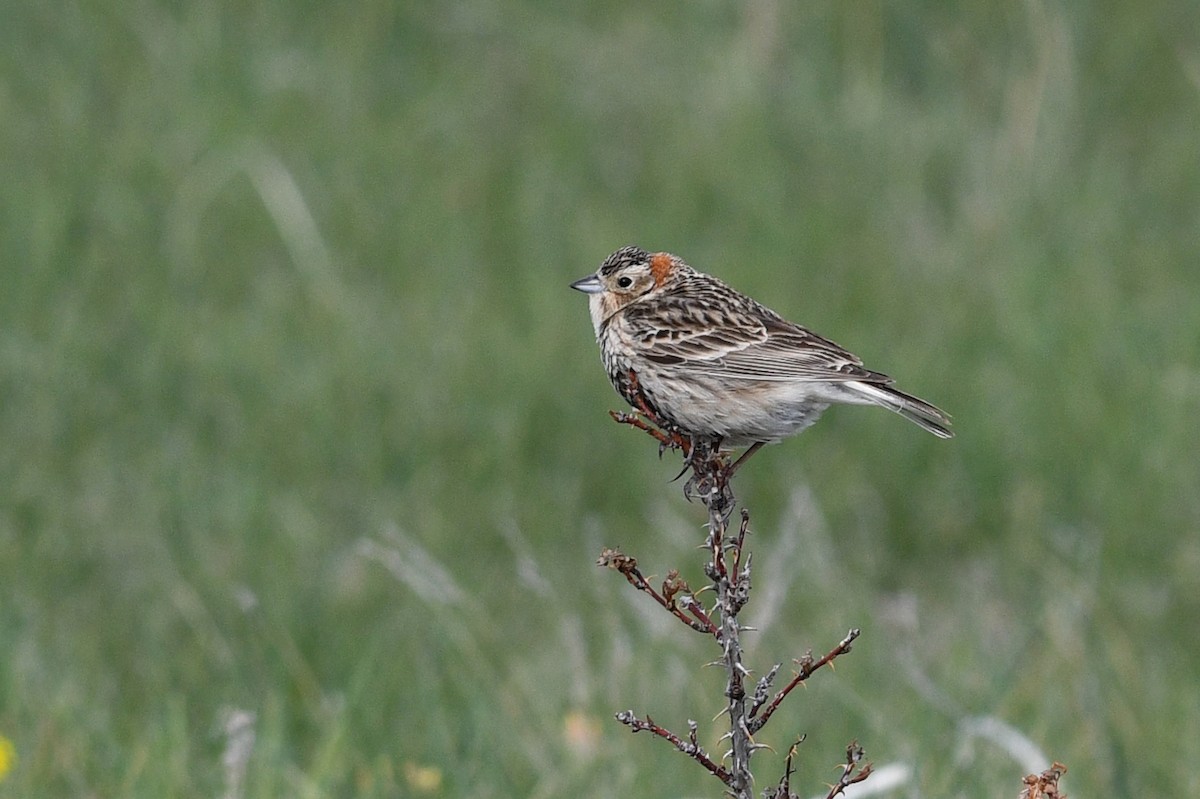 Chestnut-collared Longspur - ML642134161