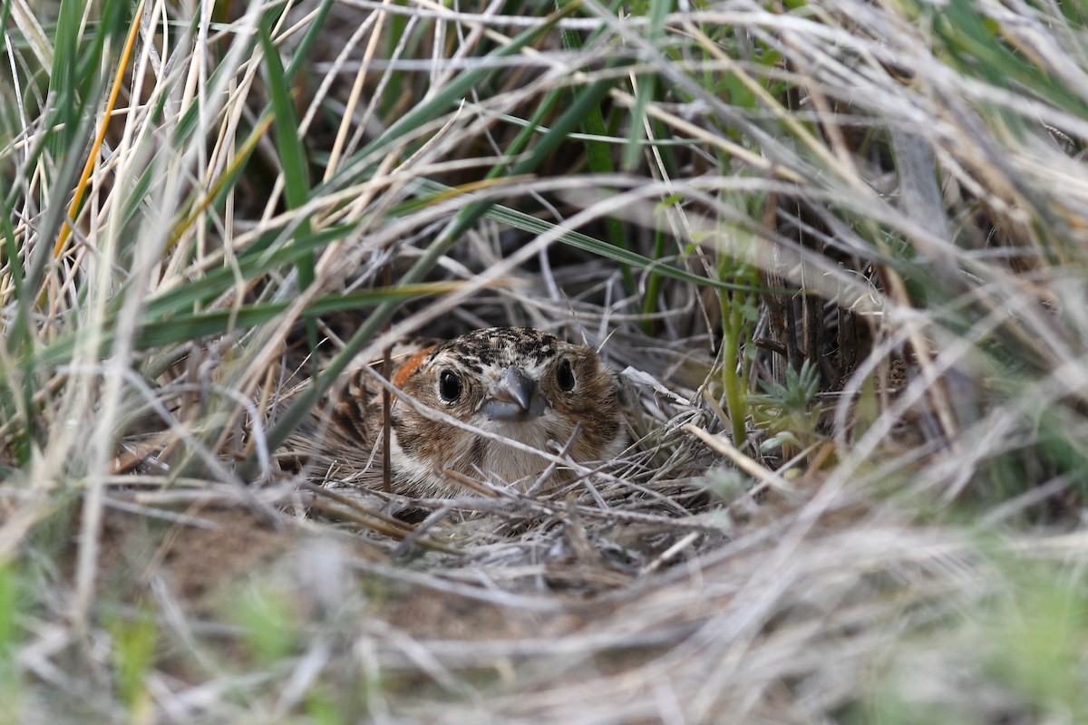 Chestnut-collared Longspur - ML642134162