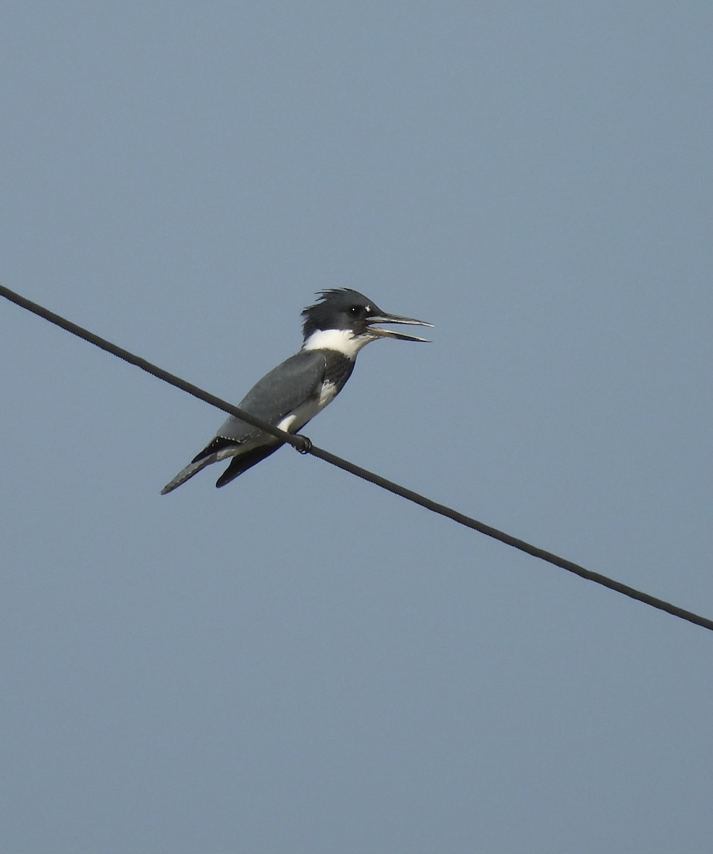 Belted Kingfisher - ML642134163