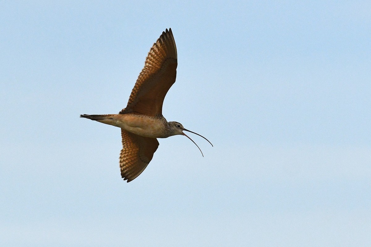 Long-billed Curlew - ML642134170