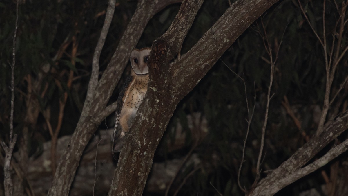 Australian Masked-Owl - ML642134174