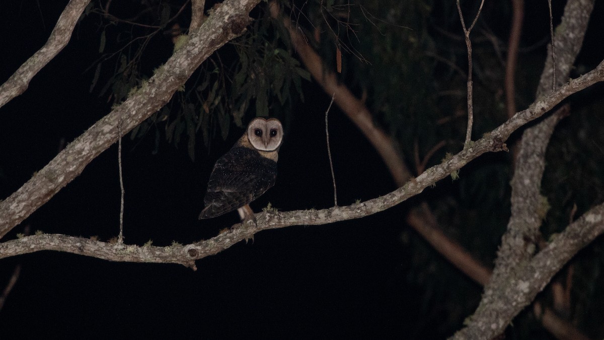 Australian Masked-Owl - ML642134176