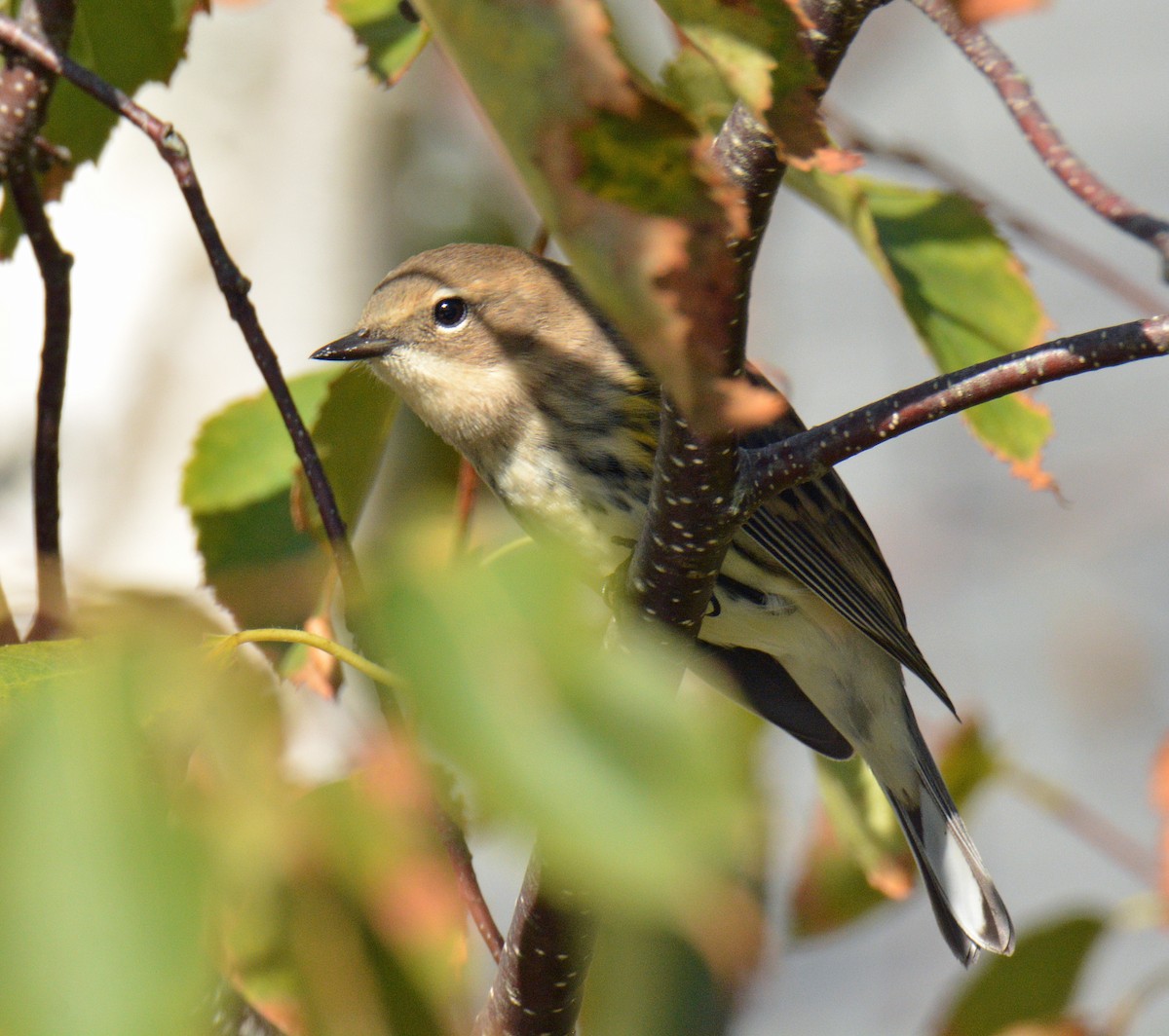 Yellow-rumped Warbler (Myrtle) - ML642134177