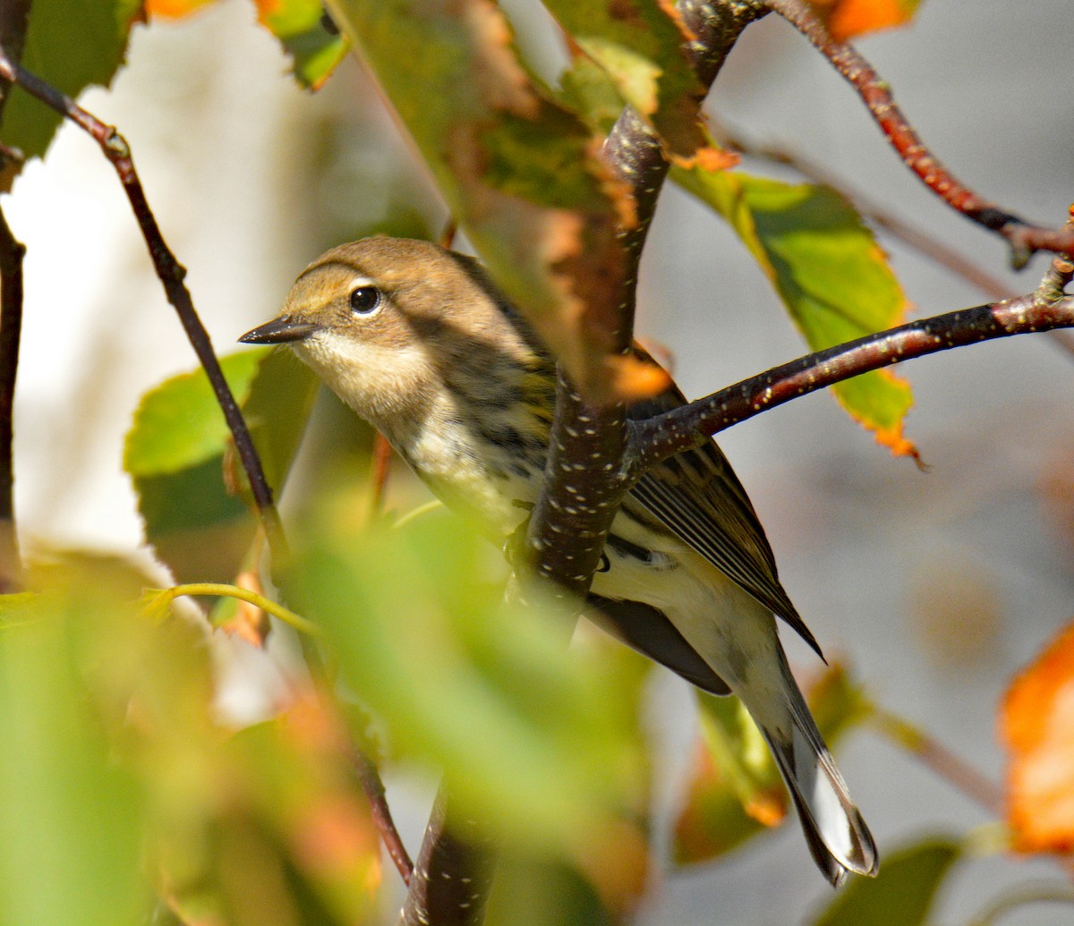Yellow-rumped Warbler (Myrtle) - ML642134179