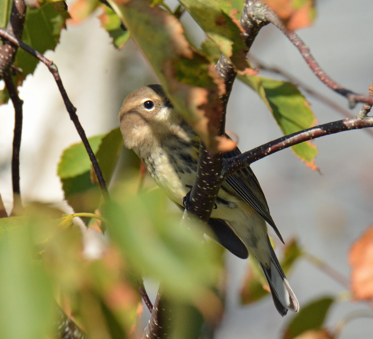 Yellow-rumped Warbler (Myrtle) - ML642134180