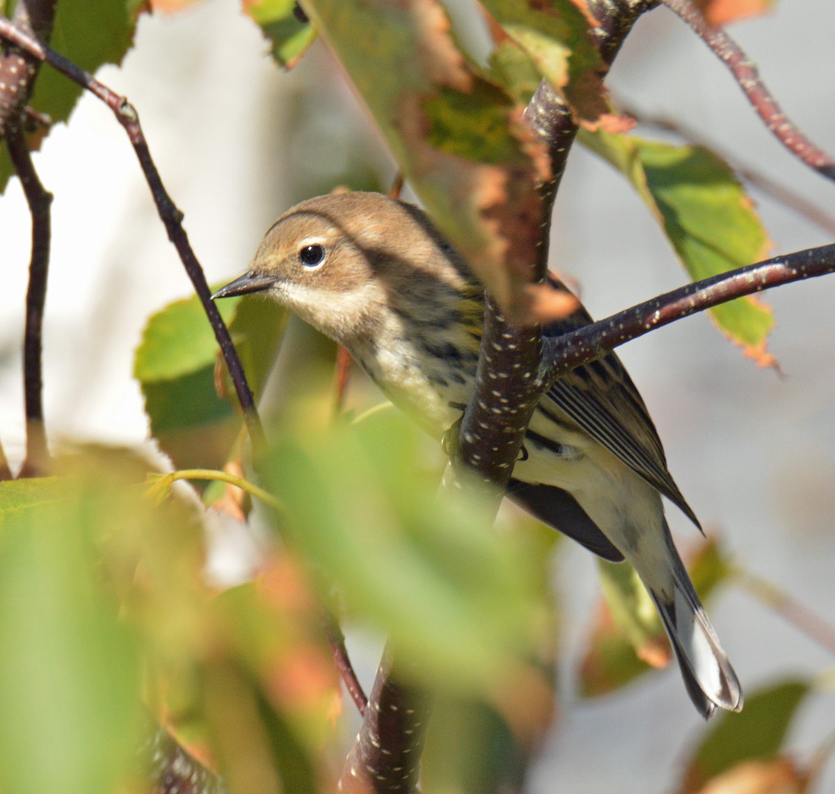 Yellow-rumped Warbler (Myrtle) - ML642134181