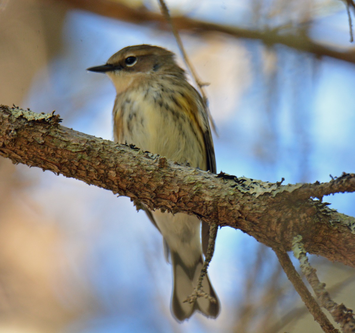 Yellow-rumped Warbler (Myrtle) - ML642134185