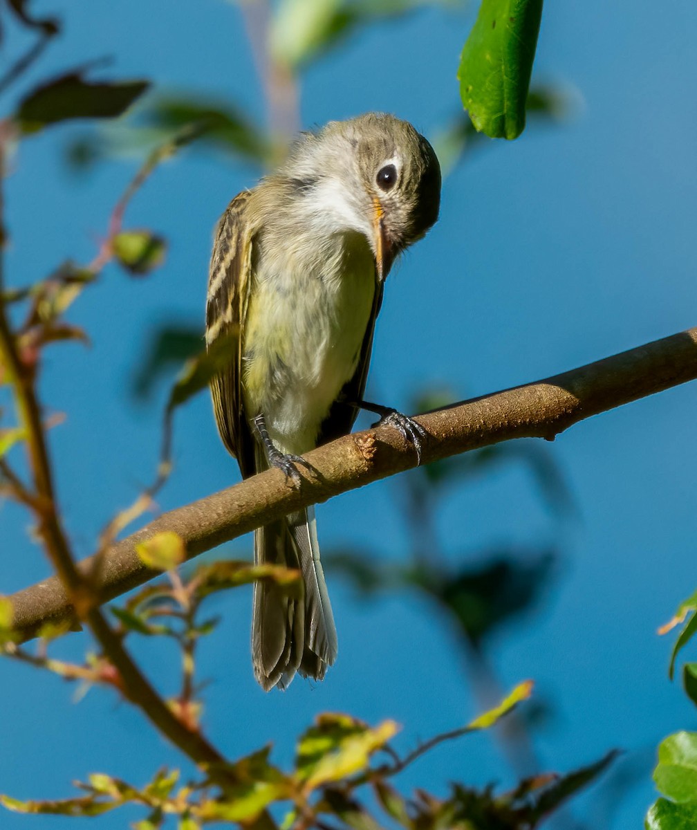 Least Flycatcher - ML642134187