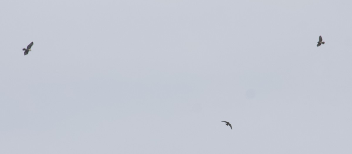 Broad-winged Hawk - ML642134190