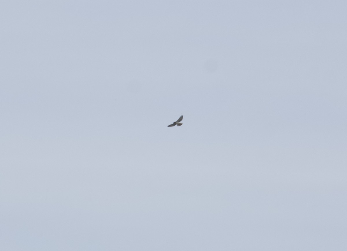 Broad-winged Hawk - ML642134194