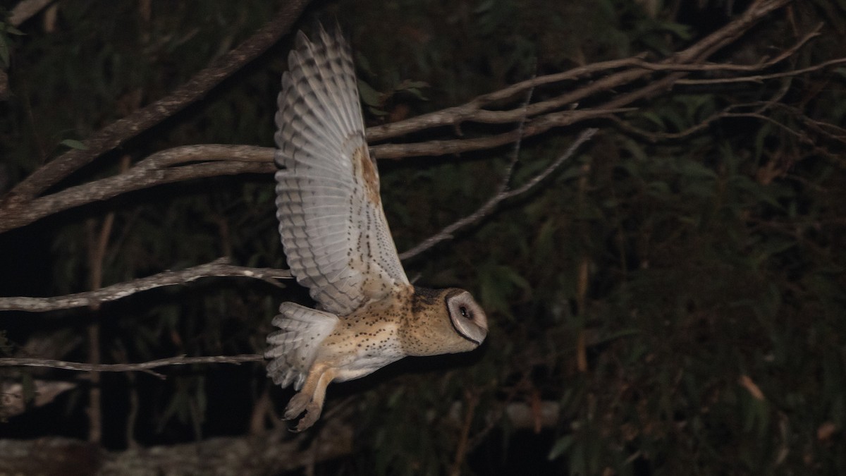 Australian Masked-Owl - ML642134196