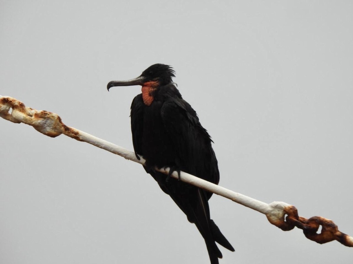 Magnificent Frigatebird - ML642134200