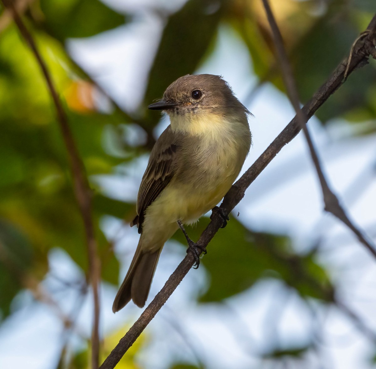 Eastern Phoebe - ML642134209