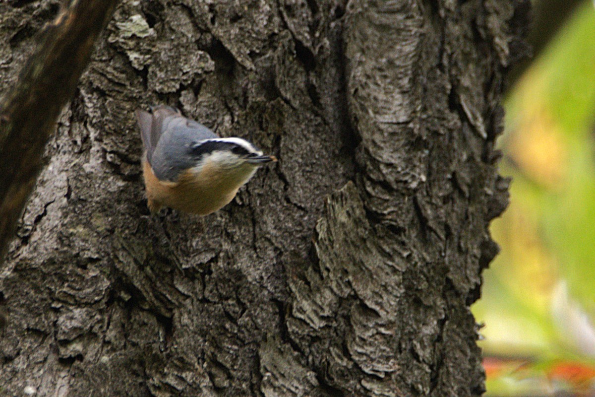 brhlík americký - ML642134212