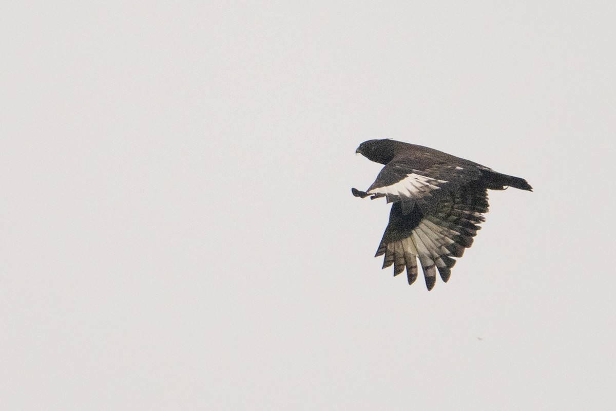Long-crested Eagle - ML642134213