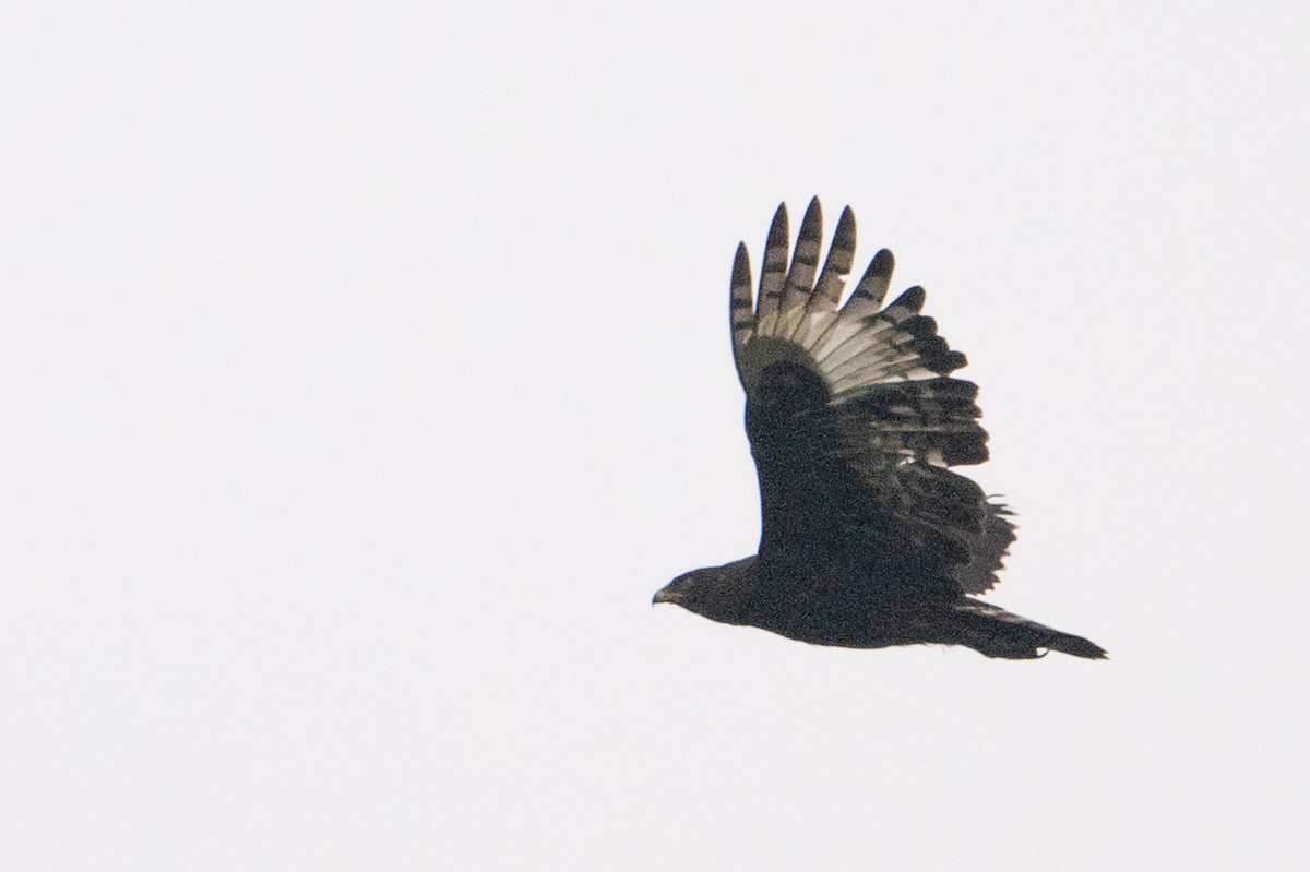 Long-crested Eagle - ML642134218