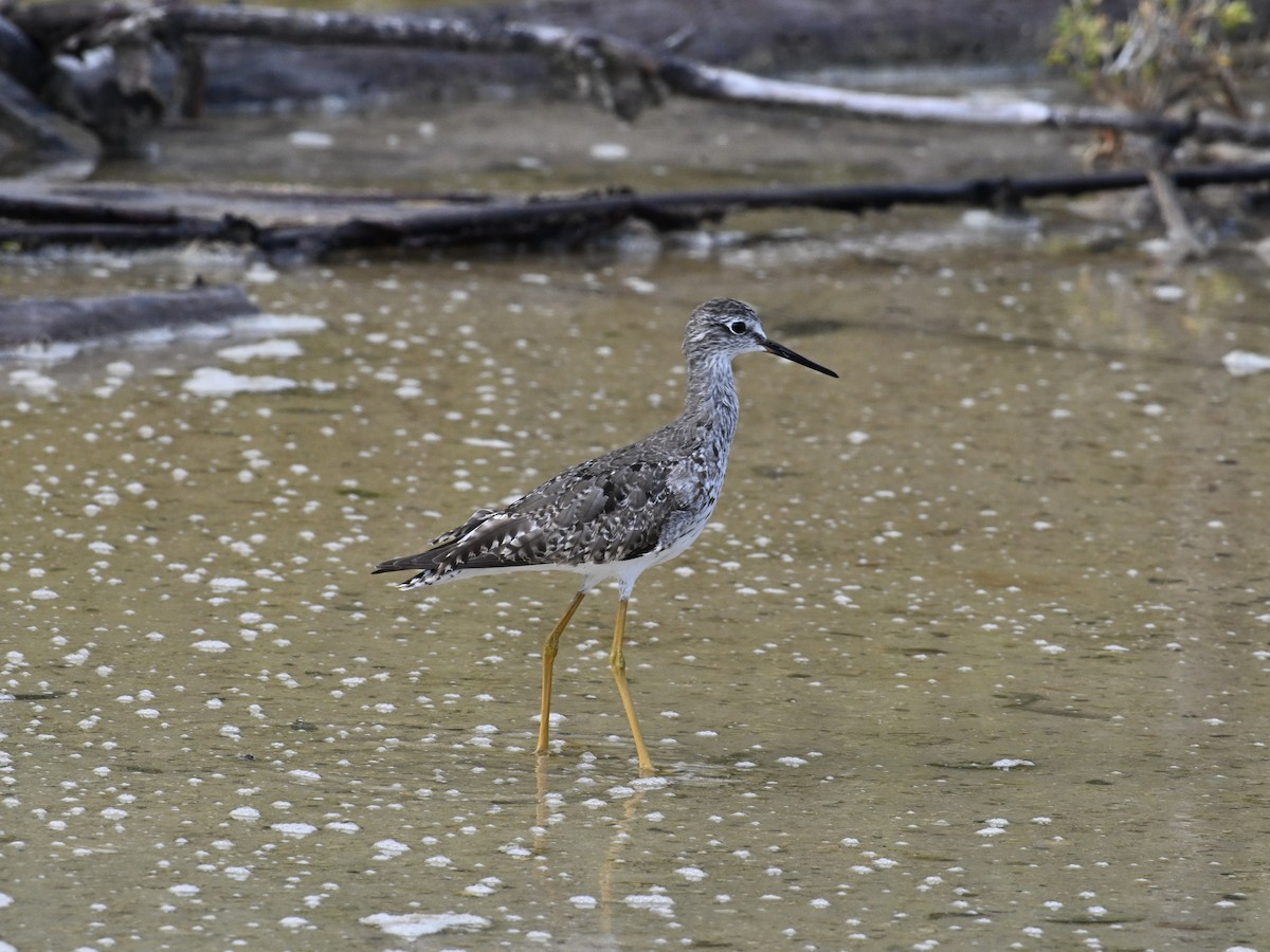 Lesser Yellowlegs - ML642134219