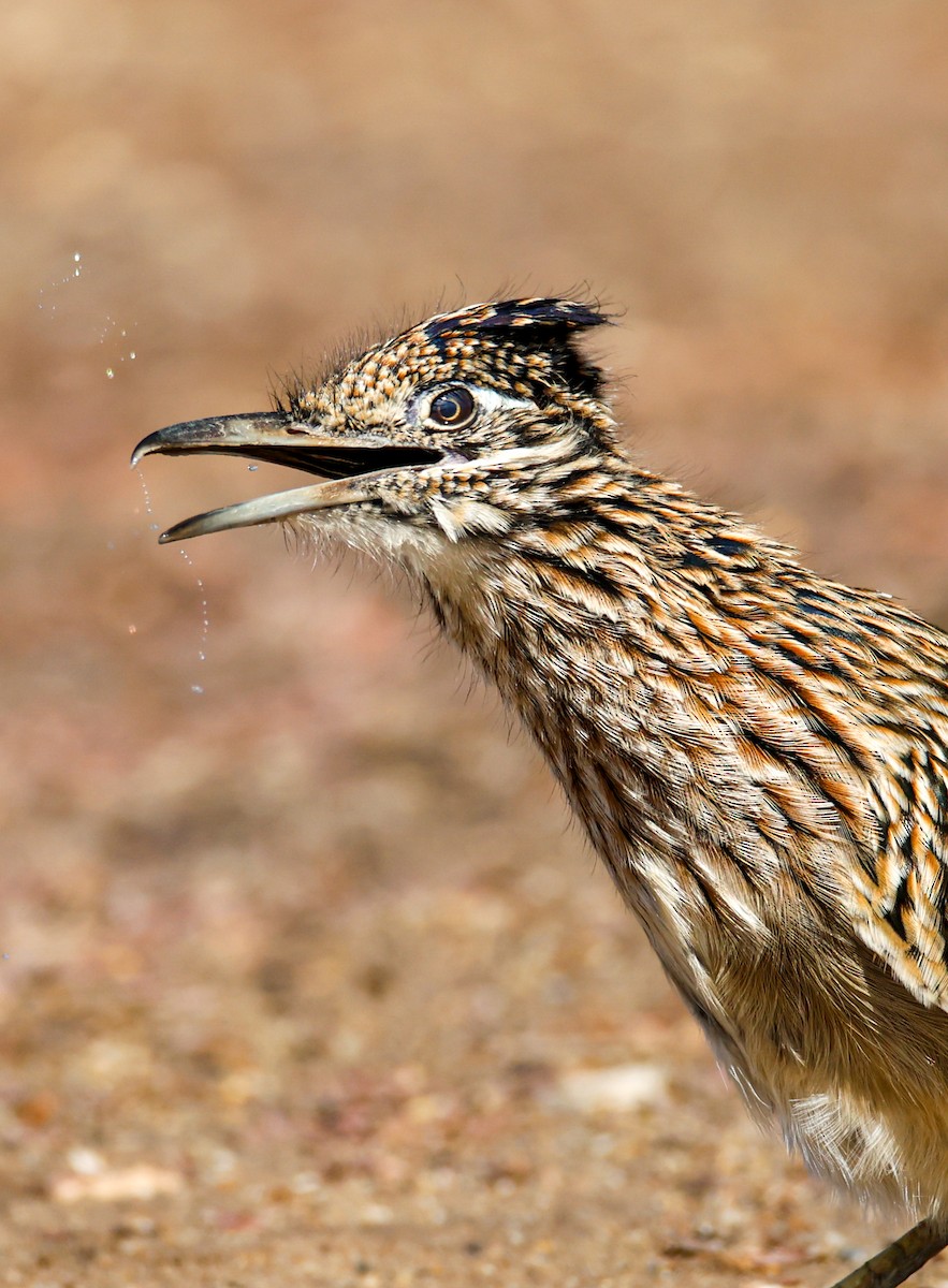 Greater Roadrunner - ML642134222