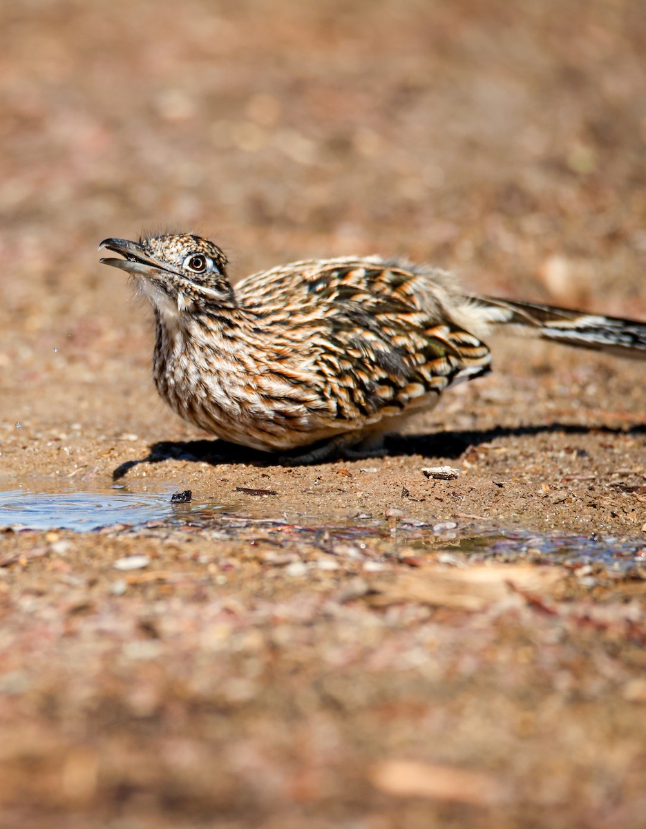 Greater Roadrunner - ML642134223