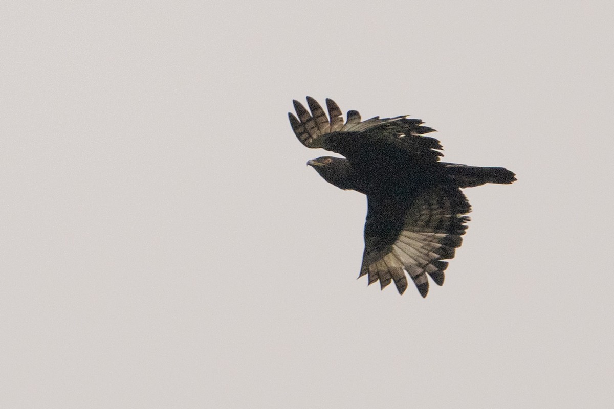 Long-crested Eagle - ML642134224
