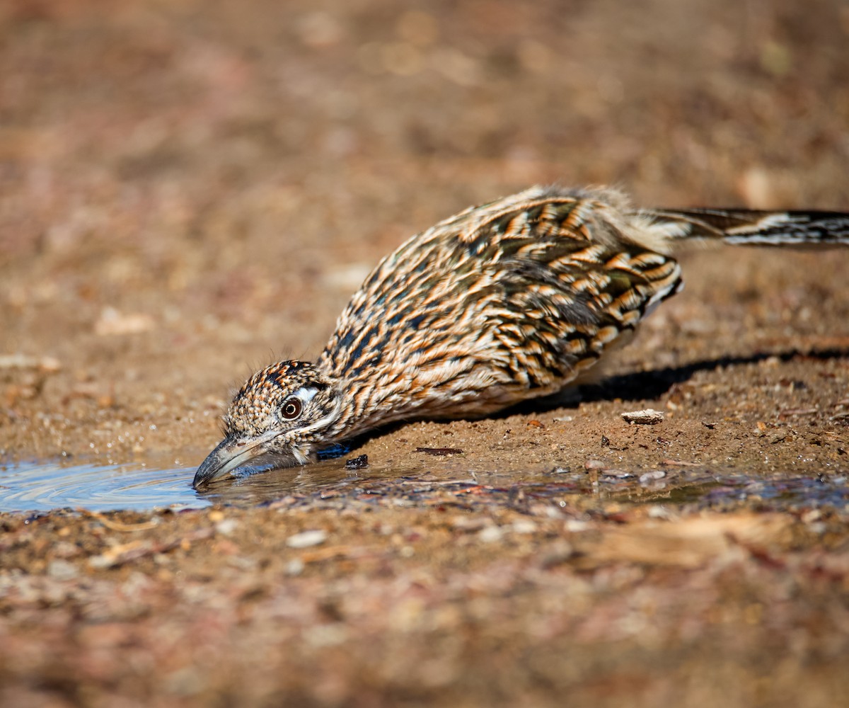 Greater Roadrunner - ML642134225