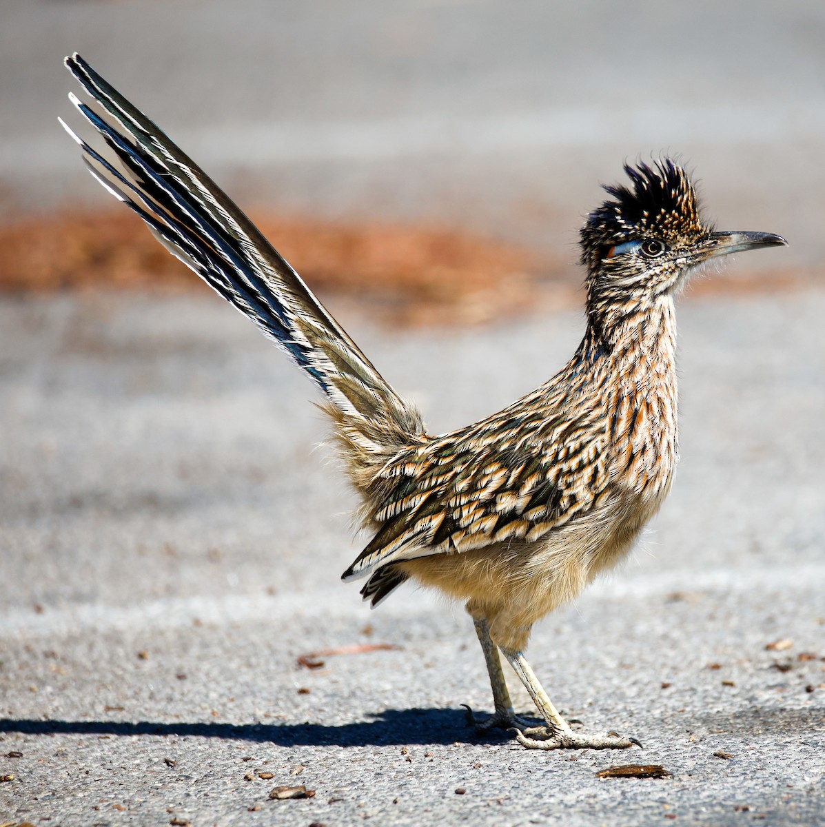 Greater Roadrunner - ML642134226