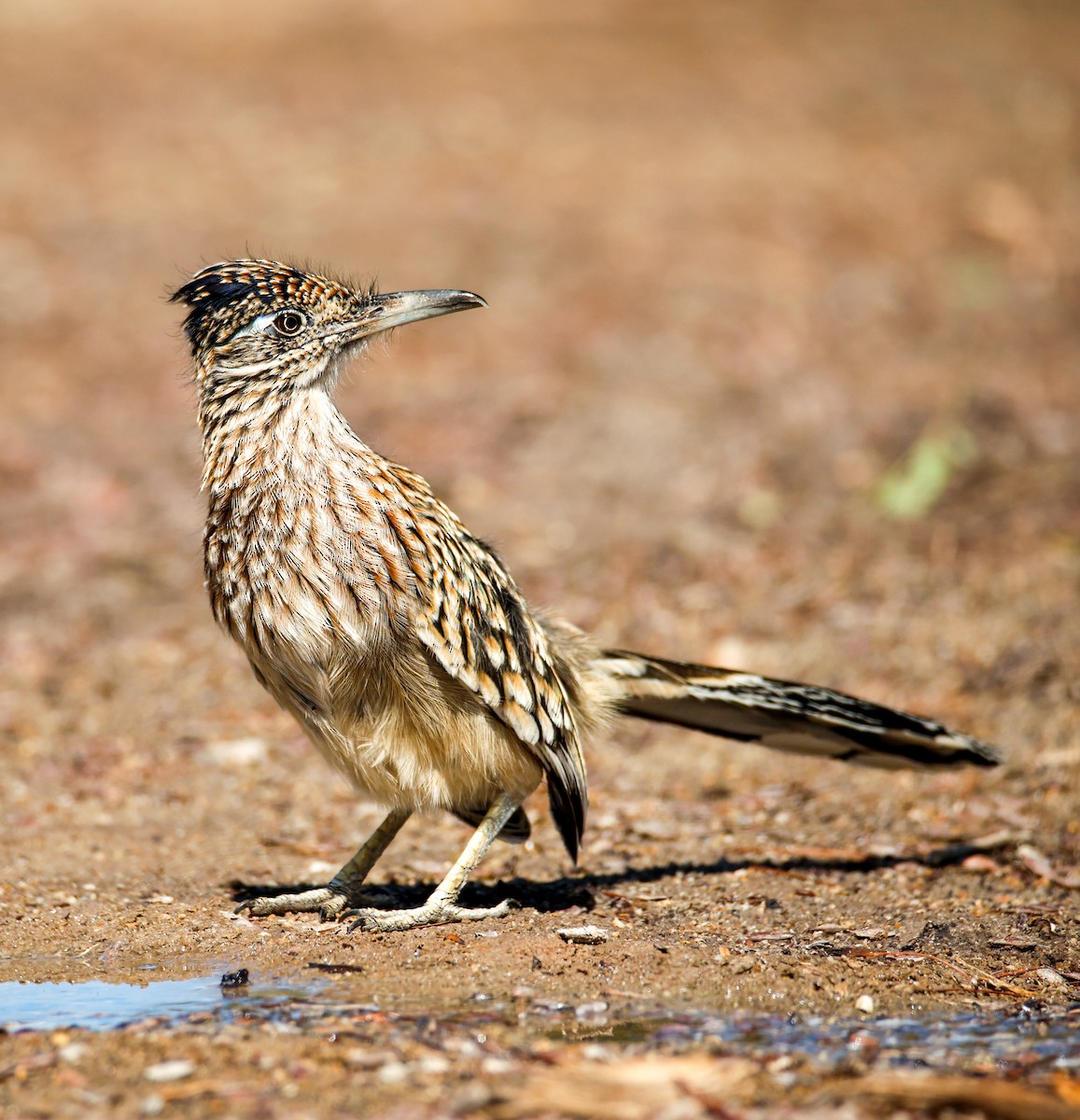 Greater Roadrunner - ML642134227