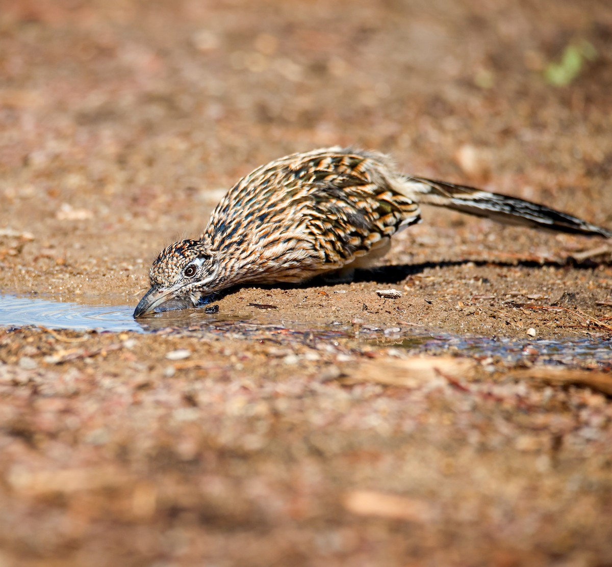 Greater Roadrunner - ML642134228