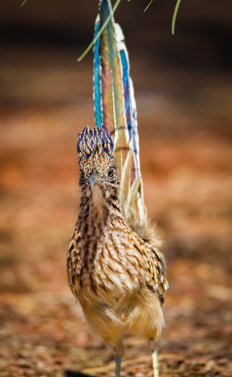 Greater Roadrunner - ML642134229