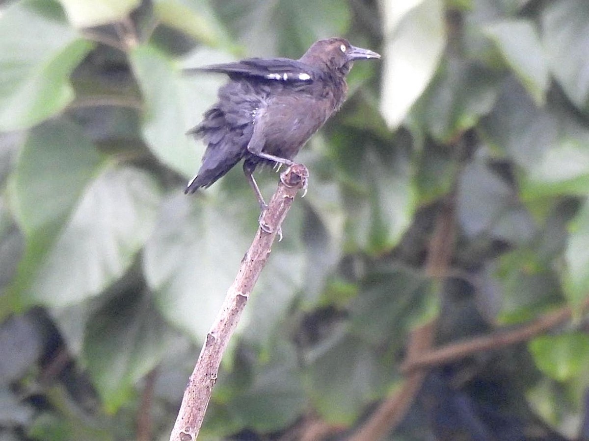 Great-tailed Grackle - ML642134230