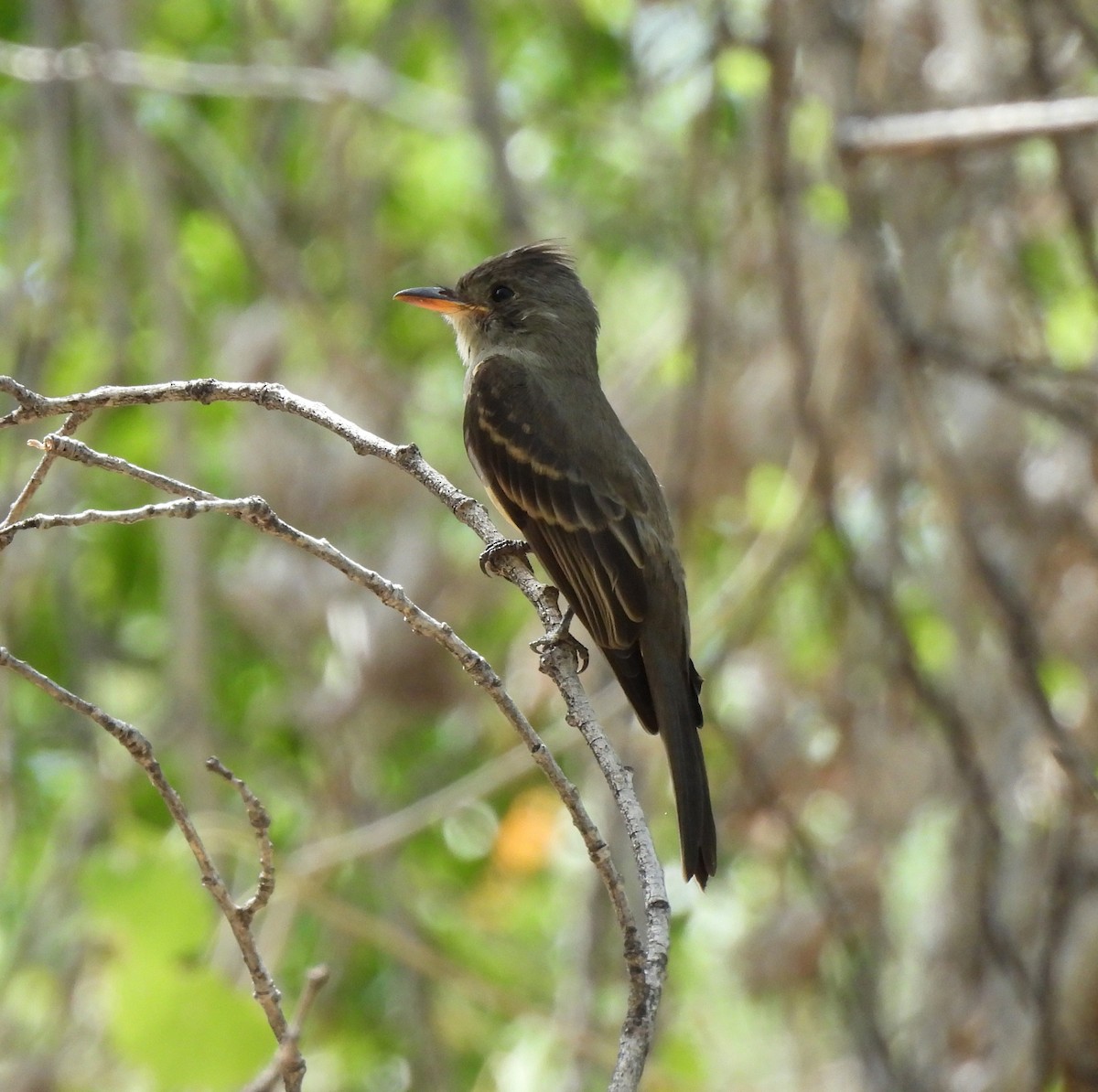 Greater Pewee - ML642134231