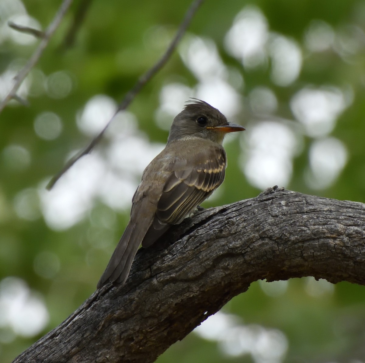 Greater Pewee - ML642134234