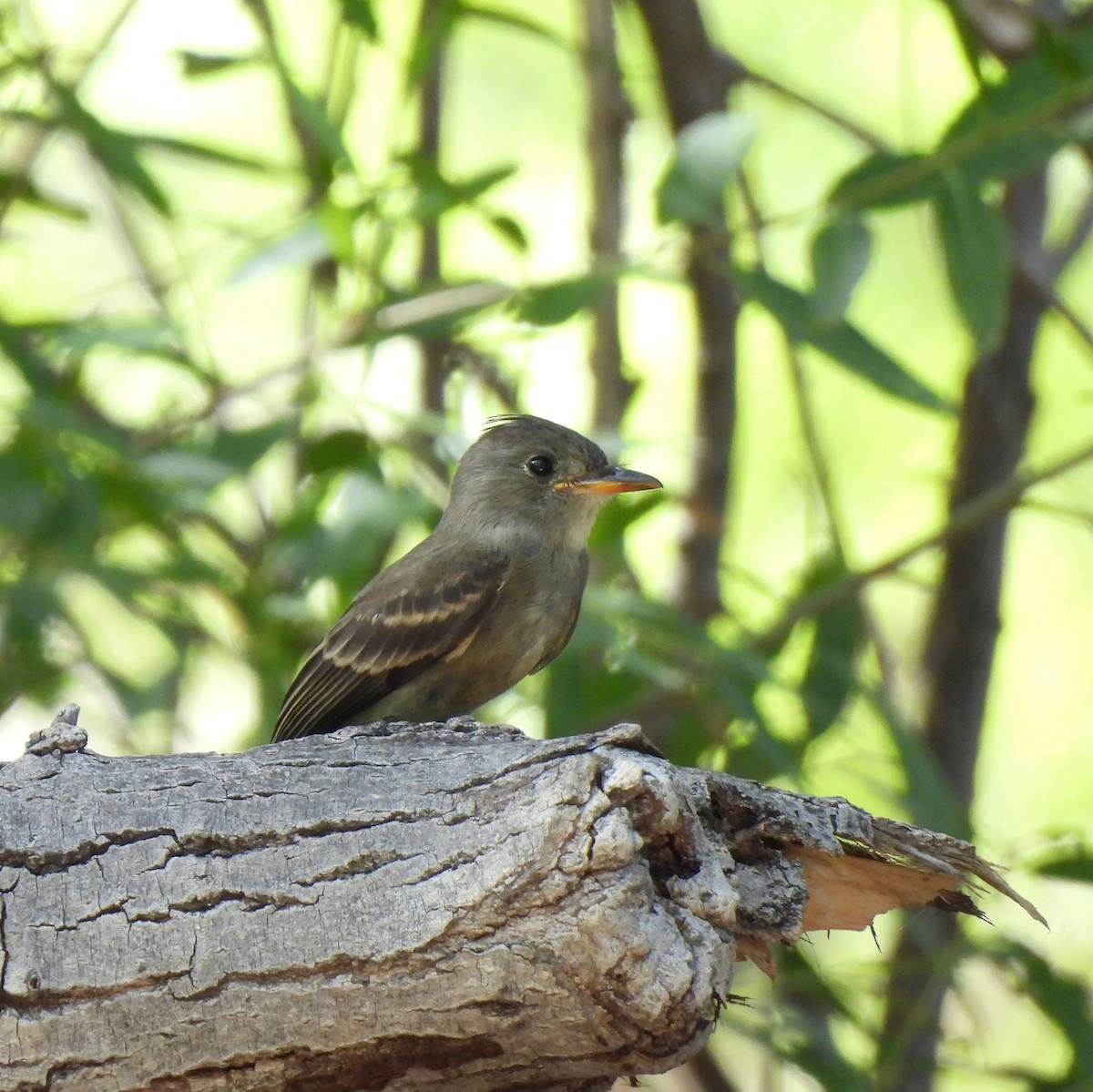 Greater Pewee - ML642134236