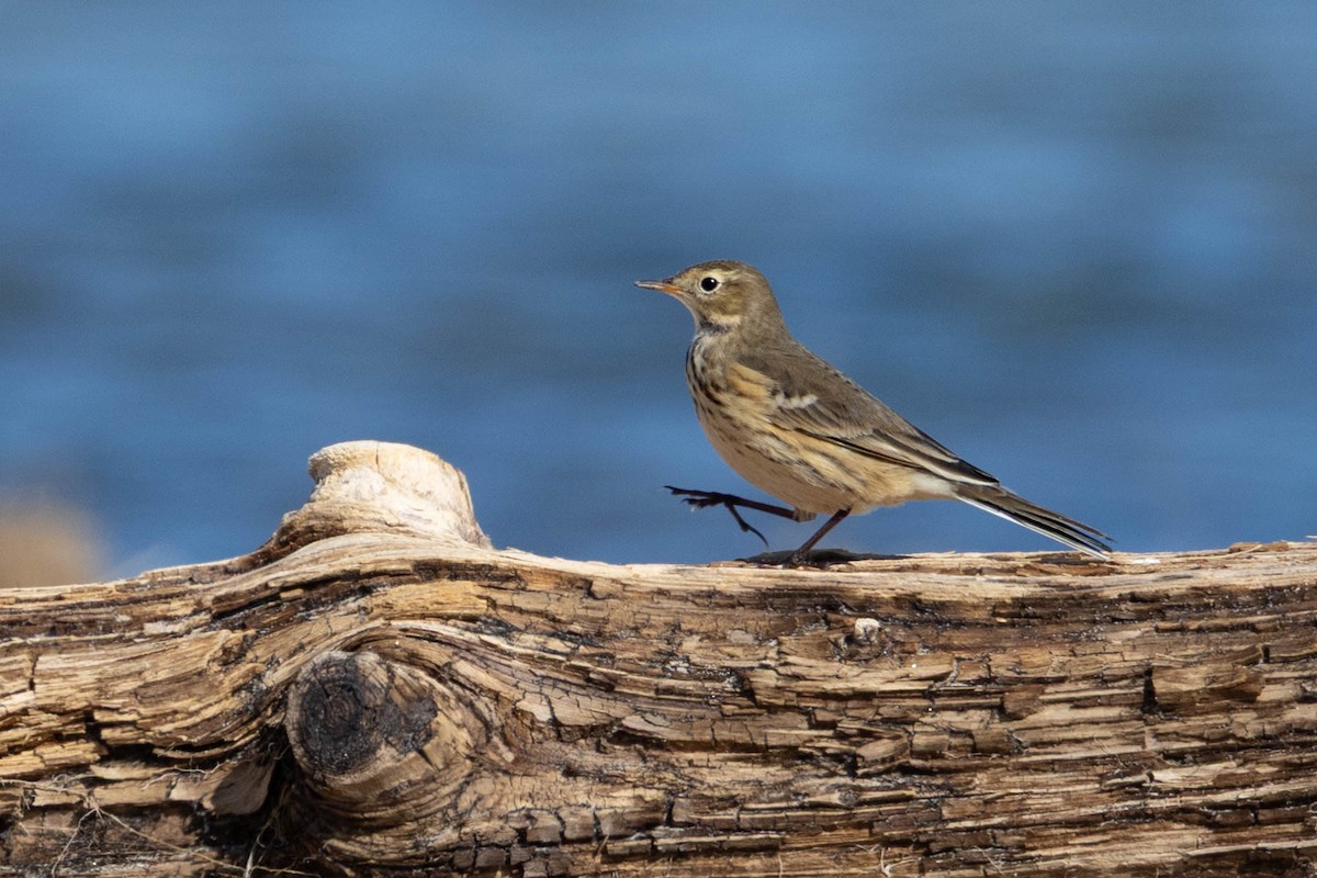 American Pipit - ML642134238