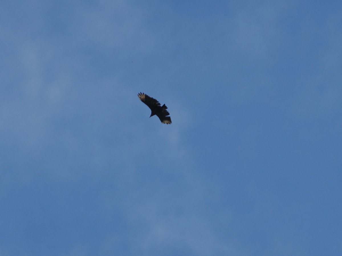 Black Vulture - ML642134240